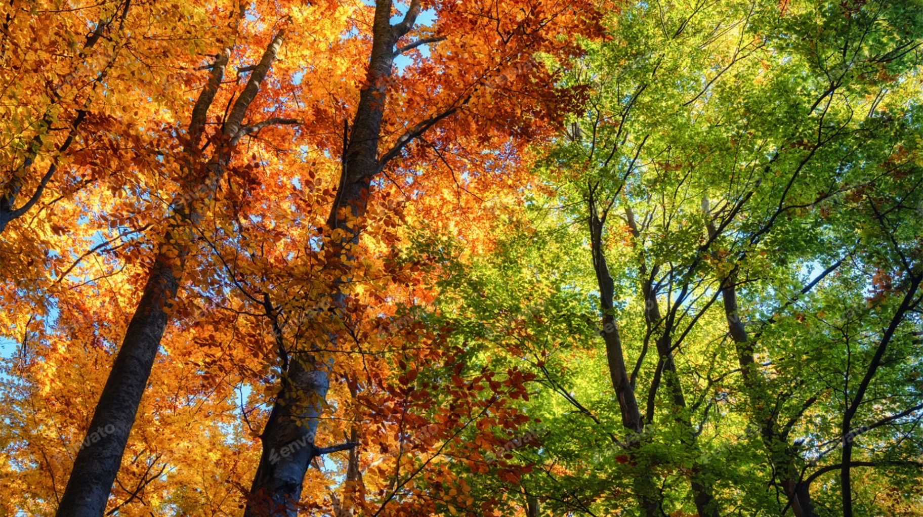 Morton Arboretum fall foliage with couples walking nature trails